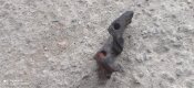 Целик ППШ