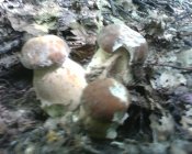 IMG0486A.jpg