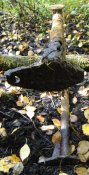 DSC02907.JPG