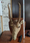 Чучело сайгака. Сувенир. Трофей