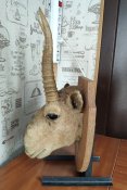 Чучело сайгака. Сувенир. Трофей