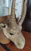 Чучело сайгака. Сувенир. Трофей