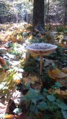 DSC_0044.JPG