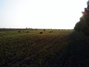 DSC08421.JPG