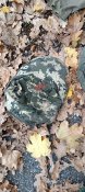 Речі свинособак з позицій під Ізюмом