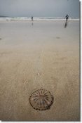 jelly- fish.jpg