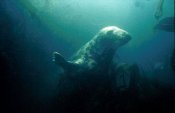 Seal_face.jpg