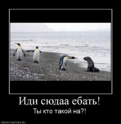 пингвин.jpg