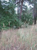 IMG_1190.JPG