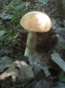 IMG_0037.JPG