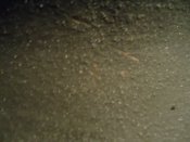 DSC01494.JPG