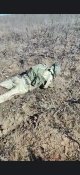 ПМ  V- орка капитана