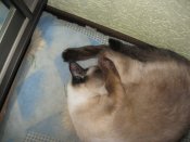 IMG_0051.JPG