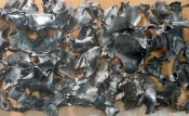 8 кг обломков русишшвайнракеты