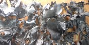 8 кг обломков русишшвайнракеты
