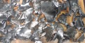 8 кг обломков русишшвайнракеты