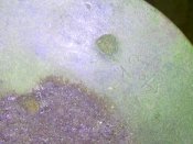 IMG_20130913_185612.jpg