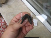 Изображение 010.jpg