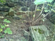 IMG_20130817_140855.jpg