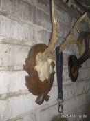 Колекція гарних рог для декору на дошках