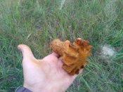 IMG_20130910_181536.jpg