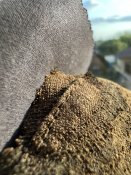 Цілий Німецький Орел на Пікельхельм «ПСВ» )