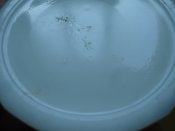 DSC00205.JPG