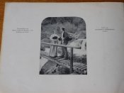 "Die Schweiz " (Швейцарiя) Фотоальбом. 1907р.