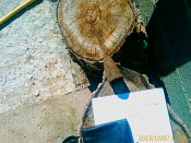 IMAG0643.jpg