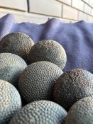 Набір з 17 Німецьких Кітельних Гудзиків у рідній фарбі (з горища)