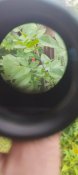 Армейский прицел Trijicon ACOG 4x32 Made in USA