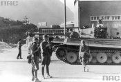 Tiger_06.jpg