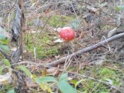 IMG_20131013_151903.jpg