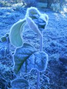 DSC00098.jpg