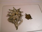 DSCN7255.JPG