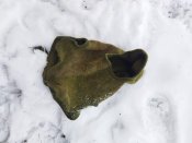 Балаклава кацапьонка