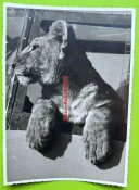 Simba am Fenster der Me 109.jpg