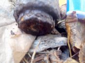IMG_20131020_120037_1.jpg