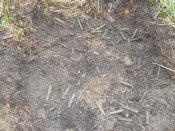 SDC11725.JPG