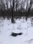 IMG_8703.jpeg