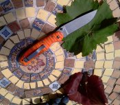 IMAG0282.jpg