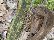 IMG_6645.jpeg
