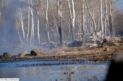 DSC_154.jpg