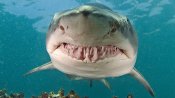 sand-tiger-shark-close-teeth.jpg