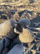 IMG_1054.jpeg
