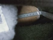 Берці Альфа Норвегія 42(43)