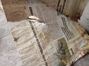 Кацапські газети