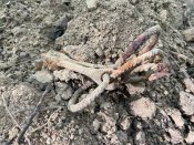 Старовині вудила