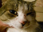 DSCN0680.JPG