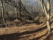IMG_0588.JPEG
